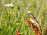 Bird In A Field Perched On Flowers