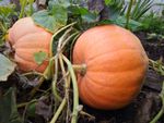 Two Large Pumpkins In A Garden Bed