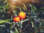 Two Small Oranges On A Tree