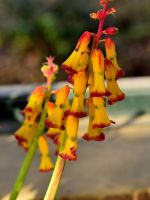 Red-Yellow South African Bulbs