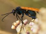Oranged Winged Spider Wasp On A Plant