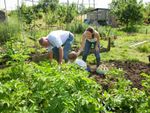 Family In The Garden Picking Vegetables