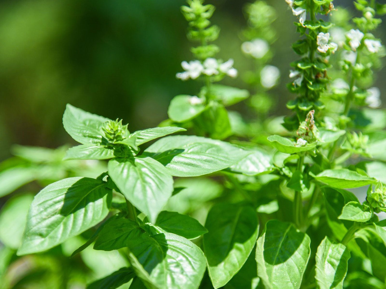 Growing Herbs In Texas – Texas Summer Herbs That Love Heat