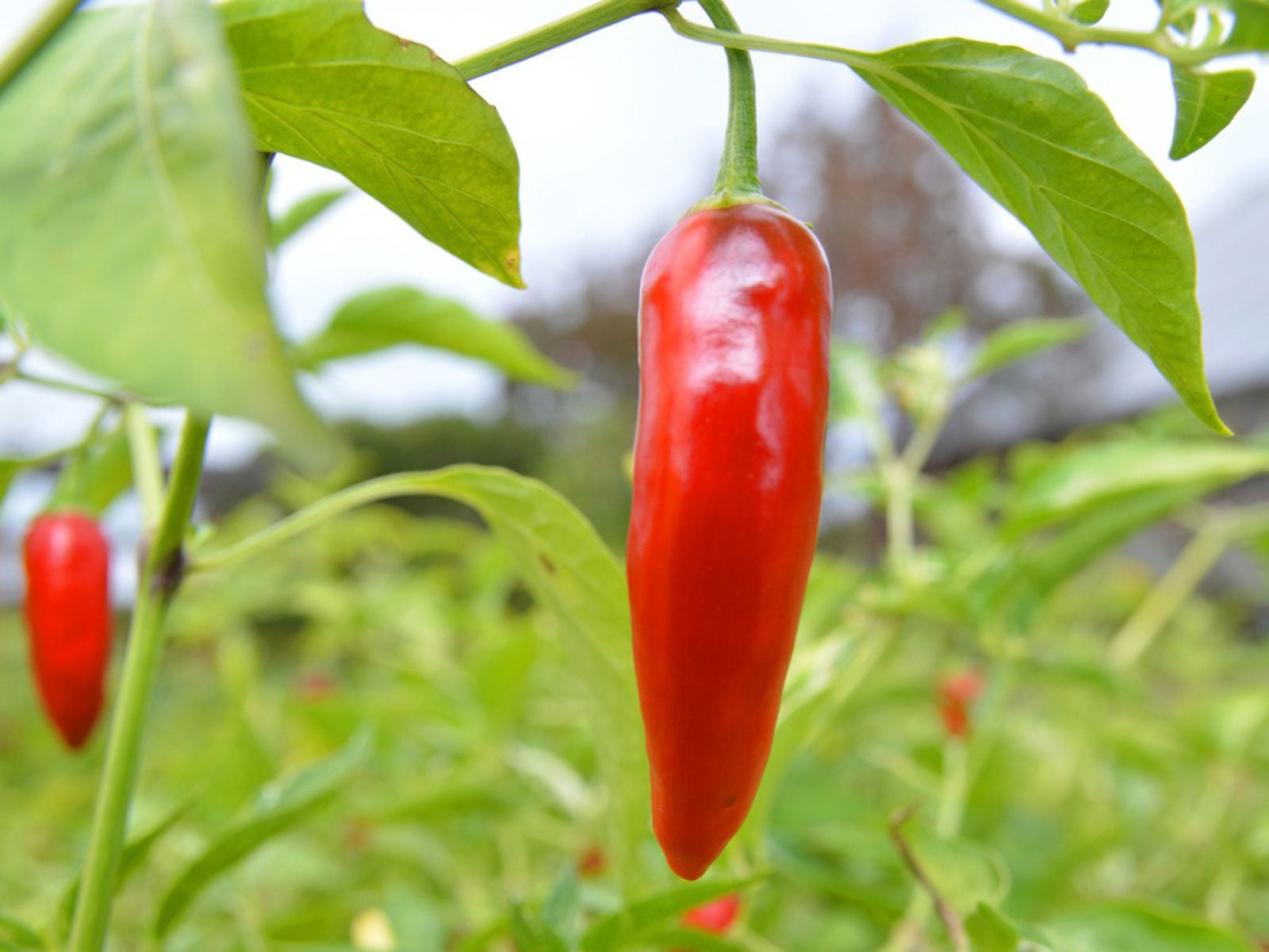 Growing Thai Peppers Caring For And Using Thai Chili Peppers
