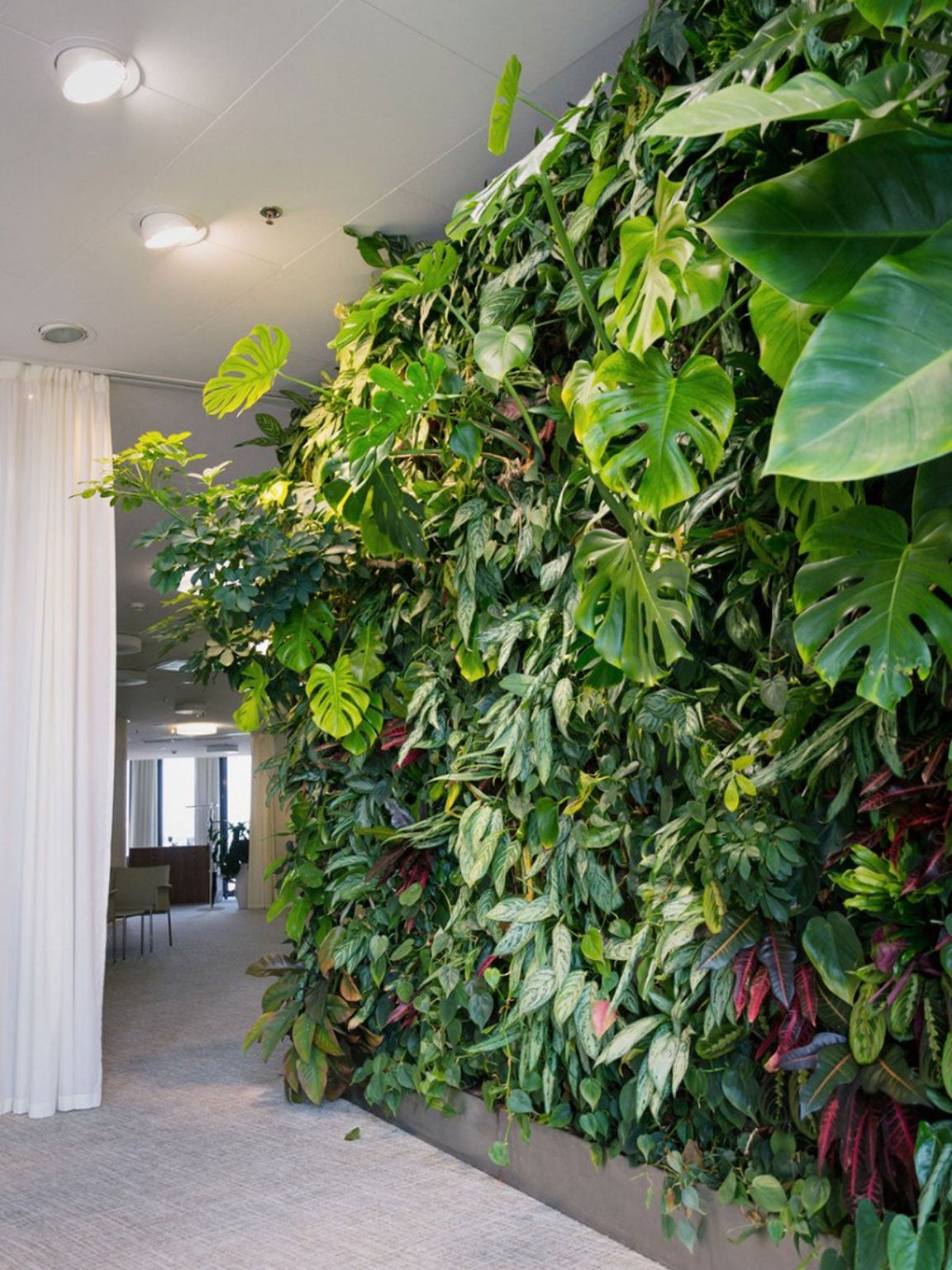 Plants For An Indoor Wall: Houseplants For Indoor Vertical Gardens