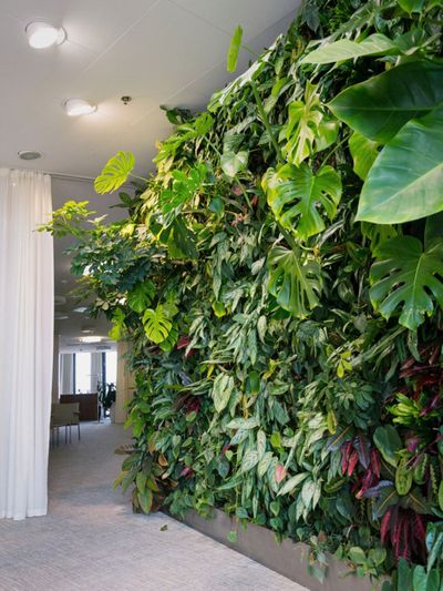 Plants For An Indoor Wall Houseplants Vertical Gardens - Indoor Wall Garden Diy