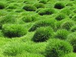 Zoysia Grass