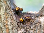 asian giant hornets