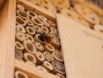 Bee In A DIY Wooden Beehive
