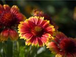 Red-Yellow Blanket Flowers