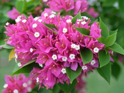 Bright Pink Bougainvillea Flowers