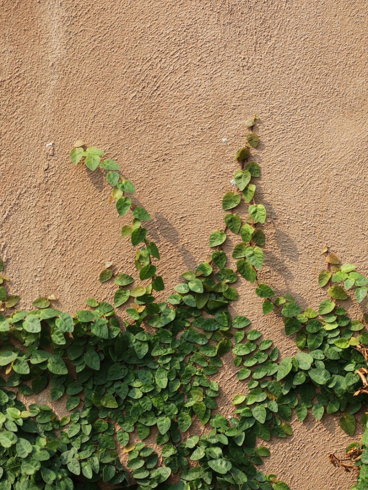 creeping fig growing on walls: attaching creeping fig to a wall