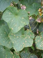 Anthracnose Spots On Cucumber Plant