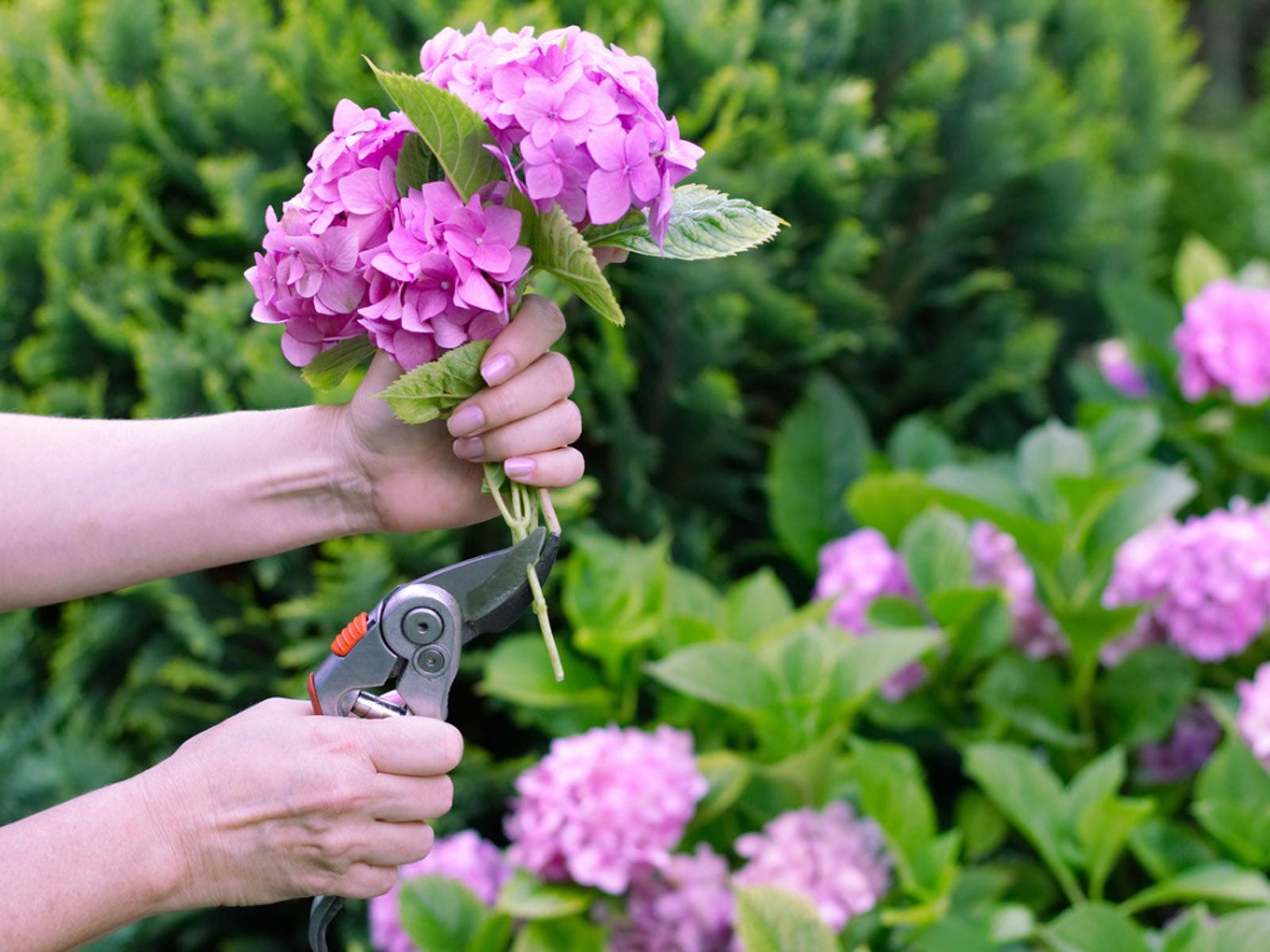 How To Make Cut Flowers Last Longer - MAKEUP FOR MATURE SKIN