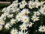 White Colored Daisy Garden