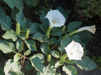 White Flowered Datura Plant