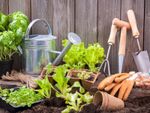 Vegetable Plants And Garden Tools