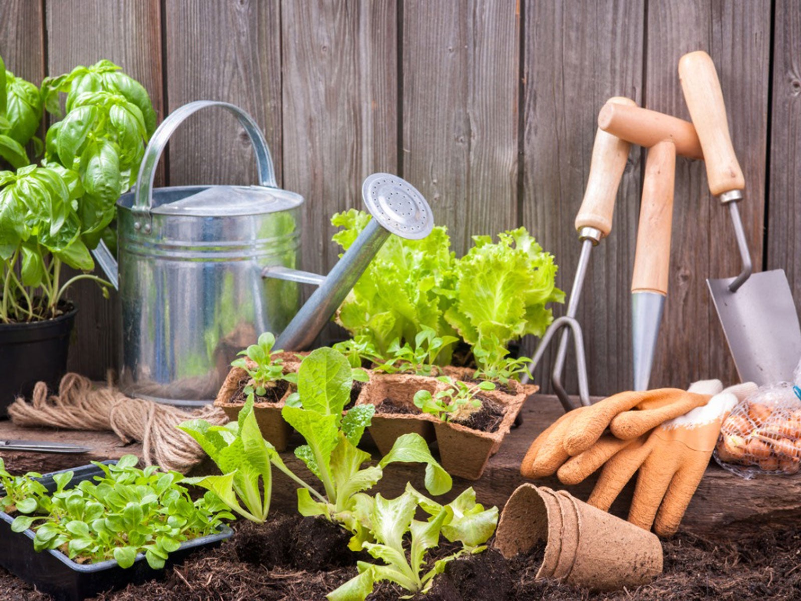 Gardening For Beginners – Starting A Garden At Home The First Time