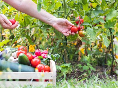 Gardener Hand Picking Tomatoes And Box Full Of Vegetables