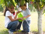 Children Watering Fruit Tree With A Watering Can