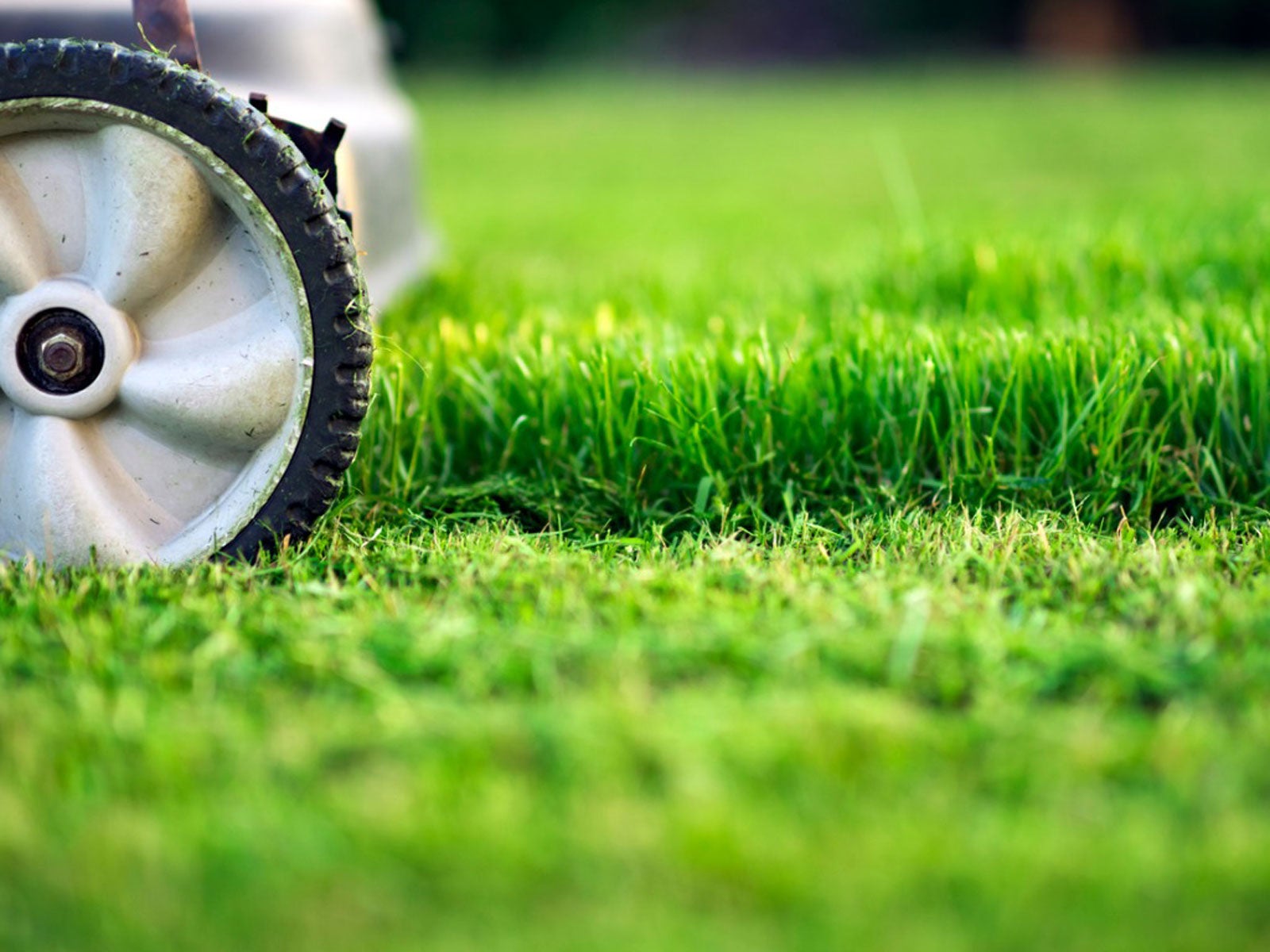 What Is Lawn Scalping – What To Do When Your Lawn Looks Scalped