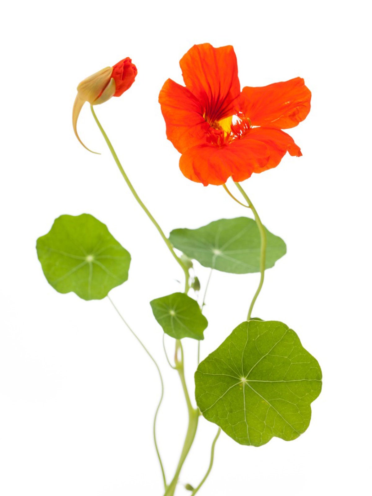 Leggy Nasturtium Plants – What To Do With Leggy Nasturtium Seedlings