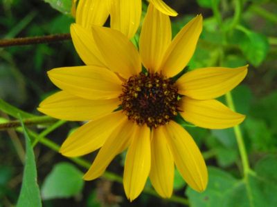 Yellow Helianthus Perennial Sunflower