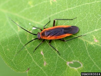 Orange And Black Phlox Bug On Leaf