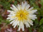 Yellow-White Dandelion Flower