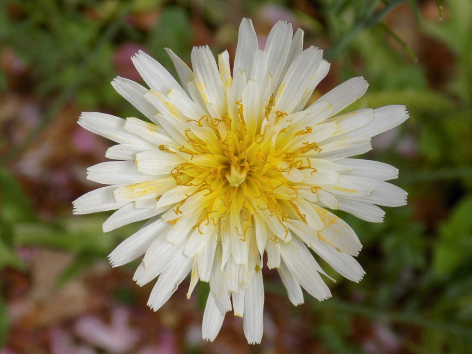 Varieties Of Dandelion – Different Dandelion Flowers In The Garden