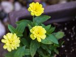 Small Potted Yellow Zinnias