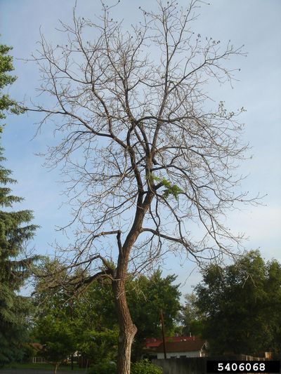 How to Save a Dying Walnut Tree? 