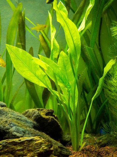 Amazon Sword Aquatic Plant Growing in Fish Tank