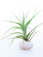 Potted Indoor Air Plant