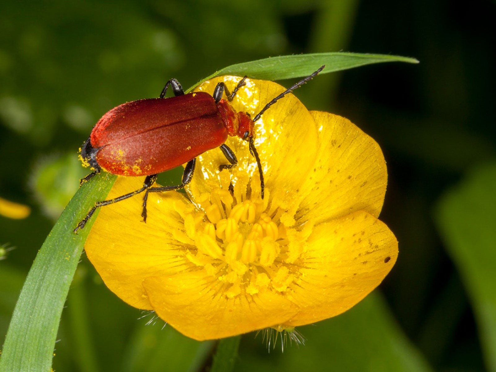 A red beetle on a buttercup flower
