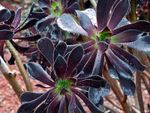 Black Colored Succulent Plants