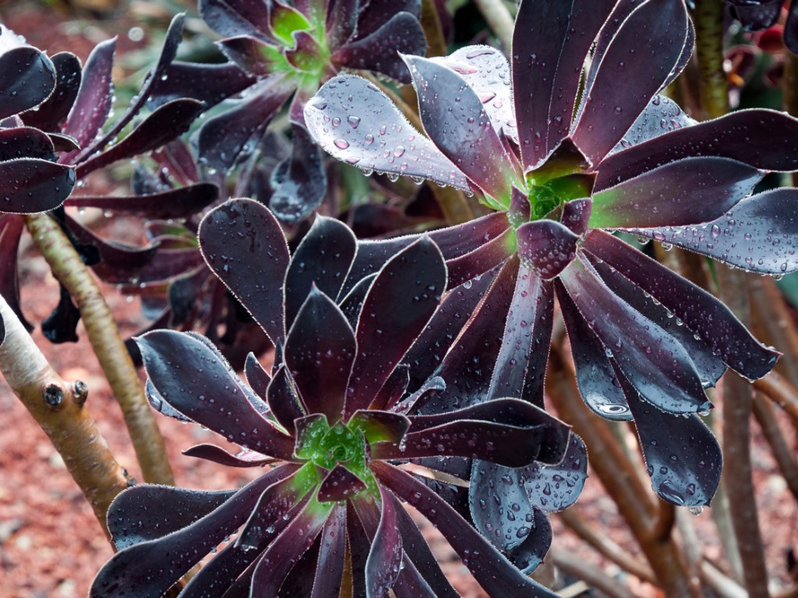 Black succulent plant information | chocmales