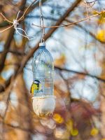 Plastic Water Bottle Hanging From Tree As A Bird Feeder