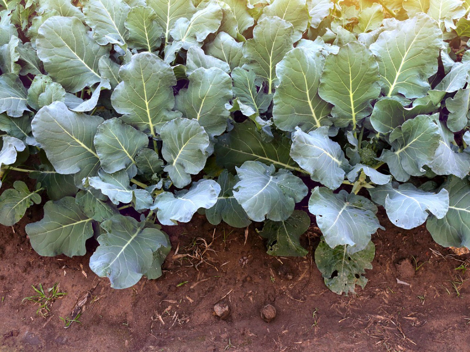 What Can Broccoli Leaves Be Used For - Gardening Know How