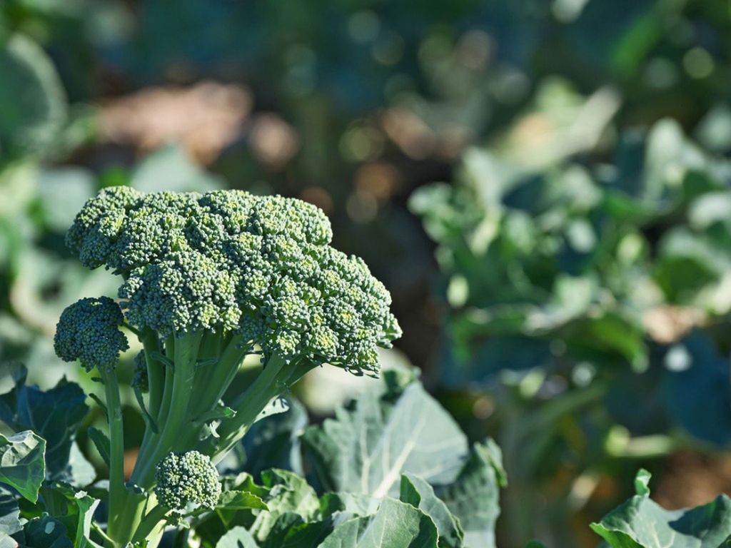 broccoli side shoot