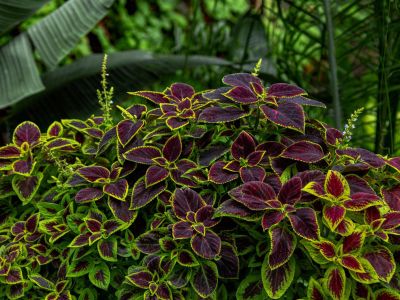 Green And Purple Leaved Plants