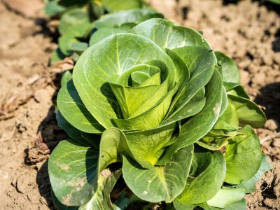 Leafy Green Vegetable Planted In Dry Dirt