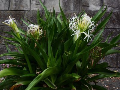 White Prince Crinum Lily blooming-size bulb JUMBO 