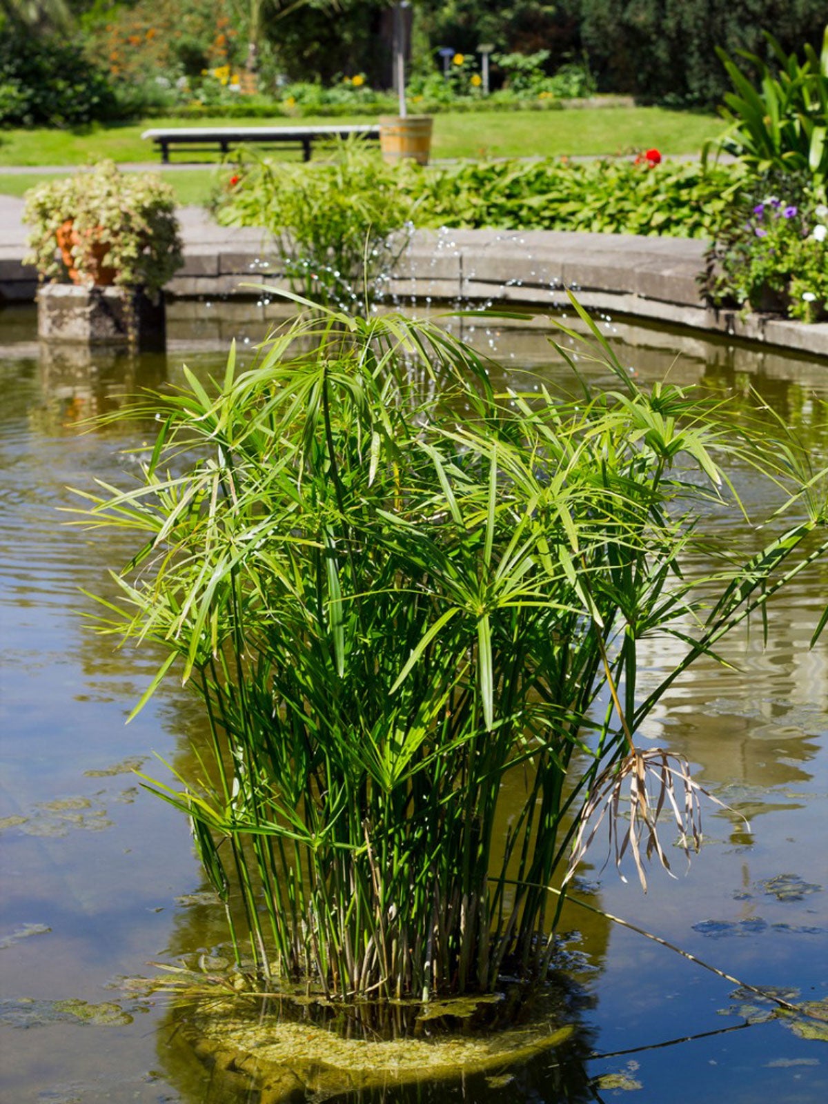 Egyptian Papyrus,pond or water garden Umbrella Plant 