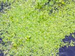 Duckweed Plant In A Pond