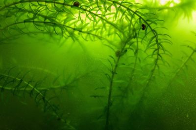 Elodea Plant Underwater