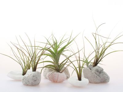 Air Plants Potted In Small Shells