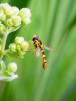 fly pollinator
