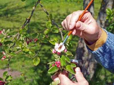 Person Pollinating Flowers By Hand