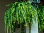 Fern In A Hanging Container